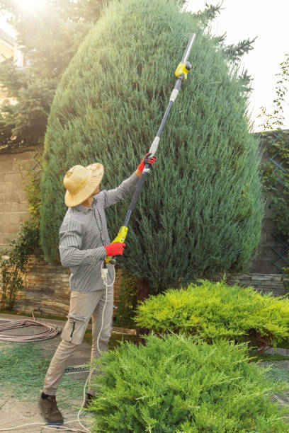 Best Tree Cutting Near Me  in USA